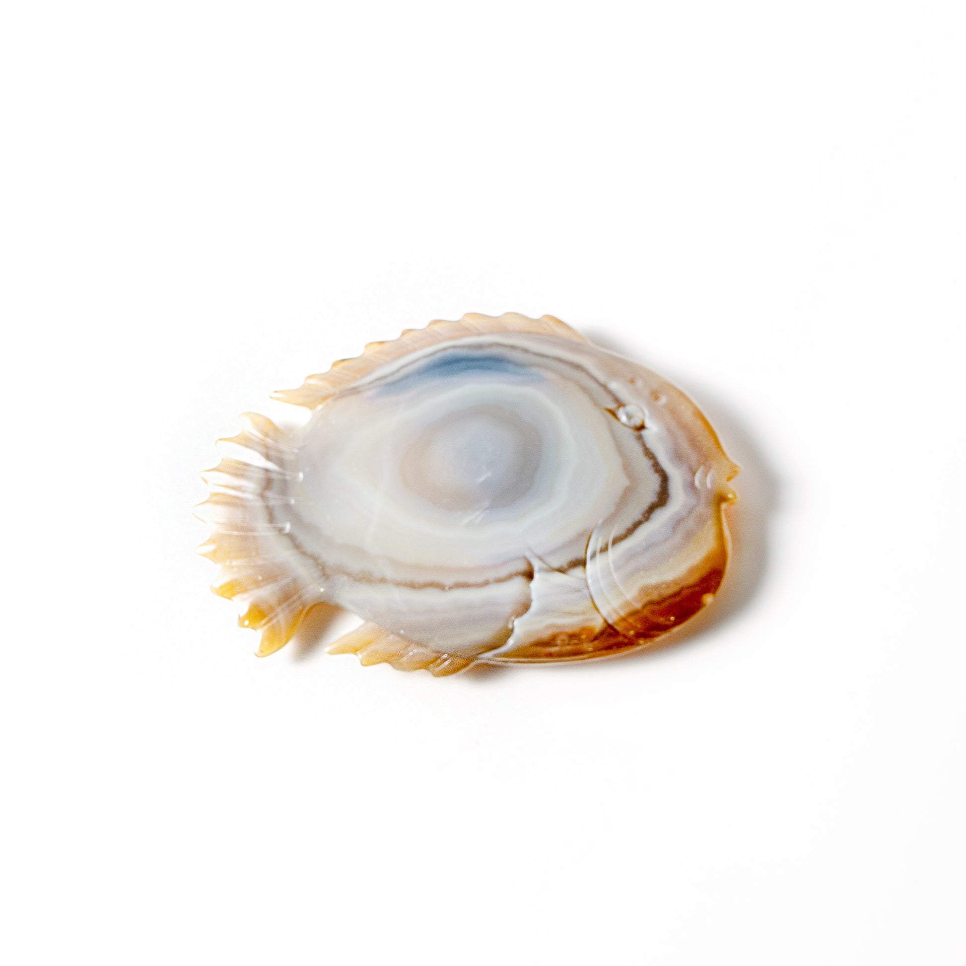 【Craving】- Agate Fish