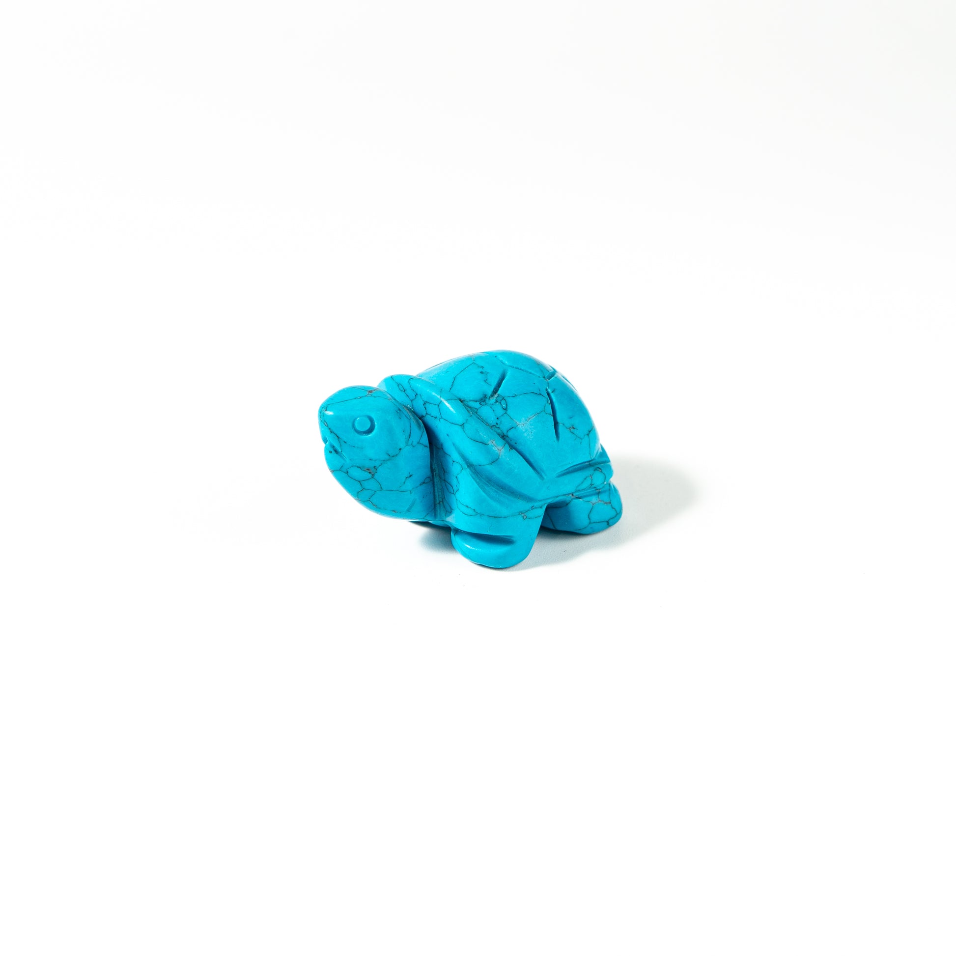 【Craving】- Blue Turtle