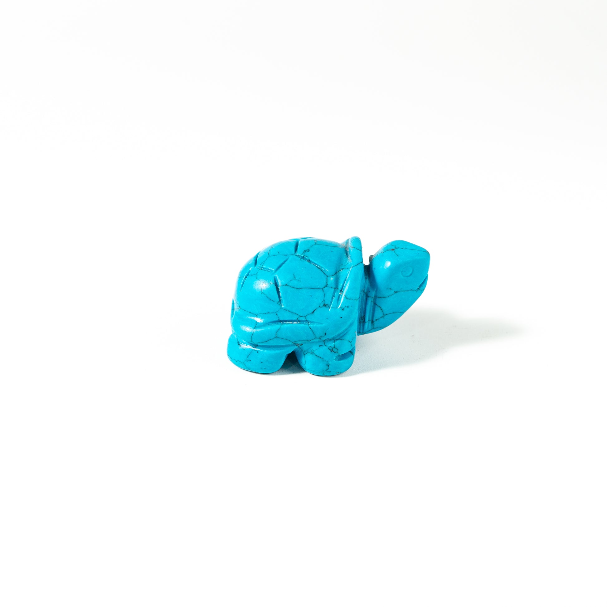 【Craving】- Blue Turtle